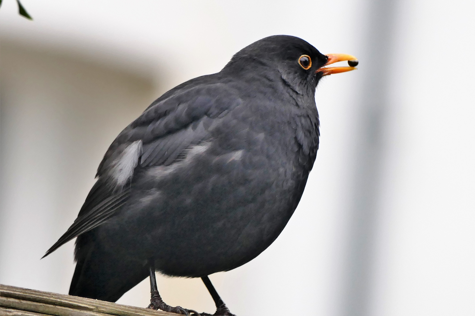 Amsel