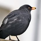 Amsel