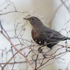 Amsel