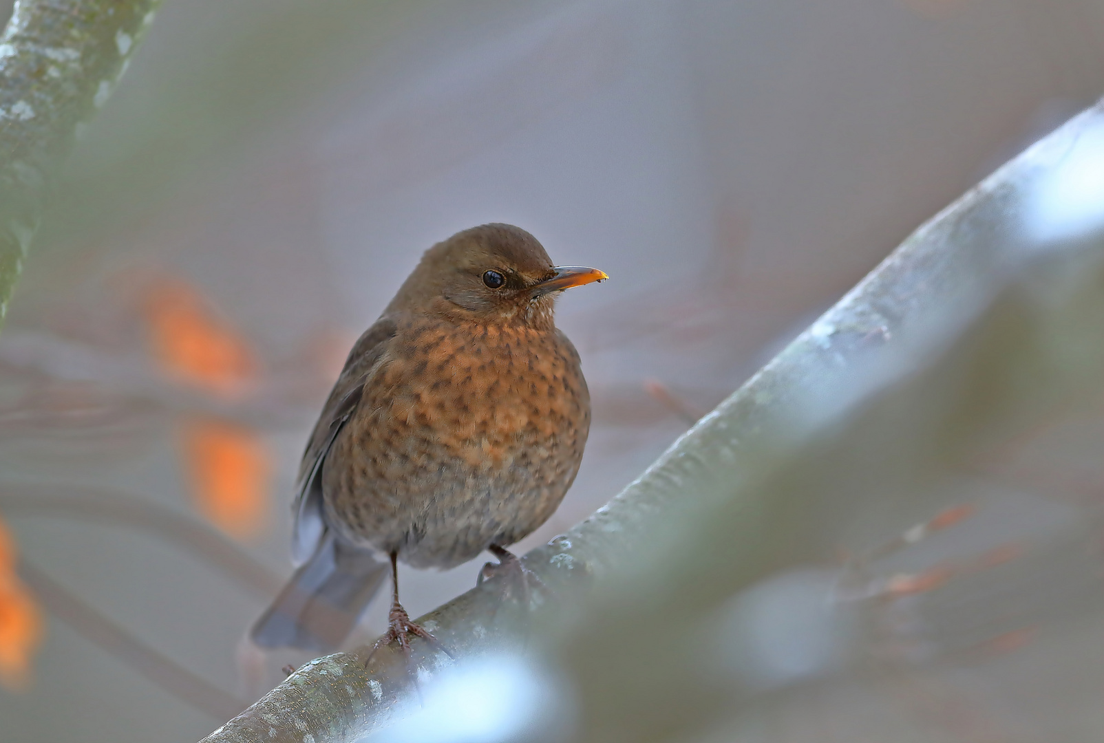 Amsel