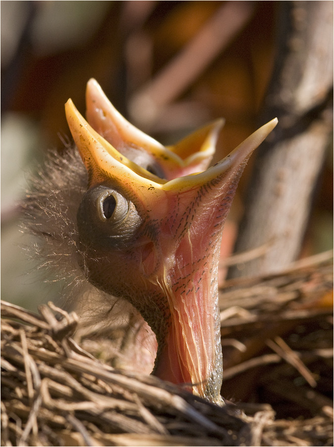 Amsel-Babies