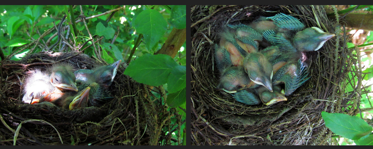 Amsel - Baby`s 