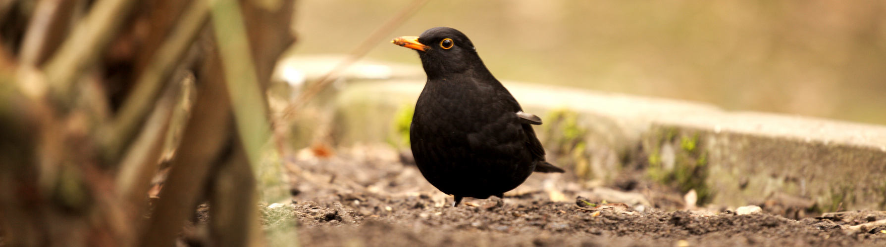 Amsel 