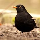 Amsel 