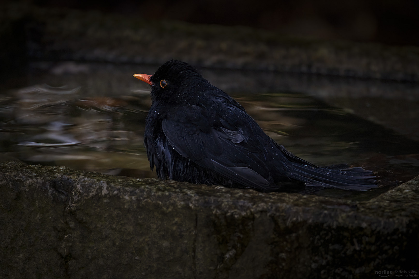 Amsel badet