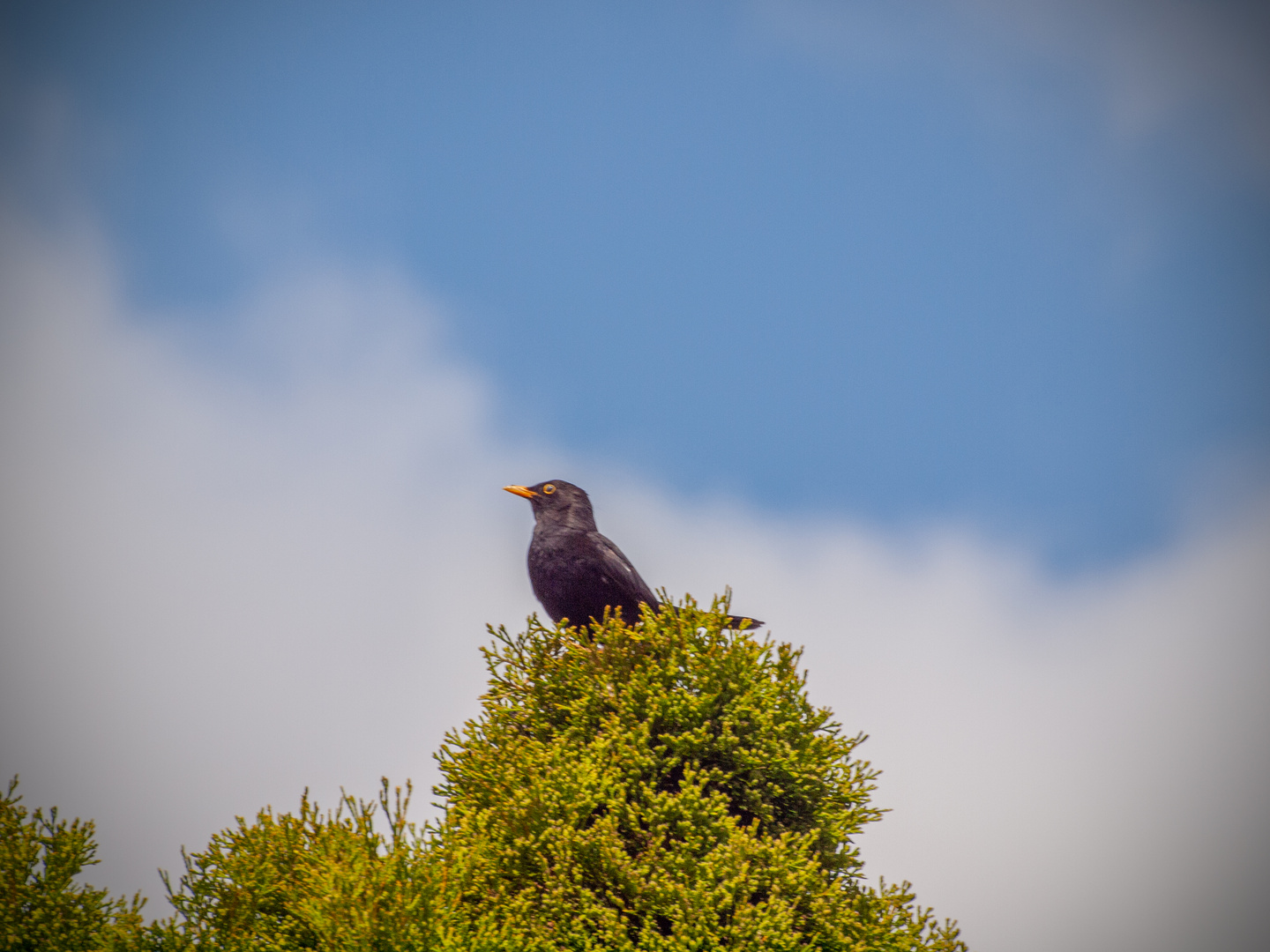 Amsel