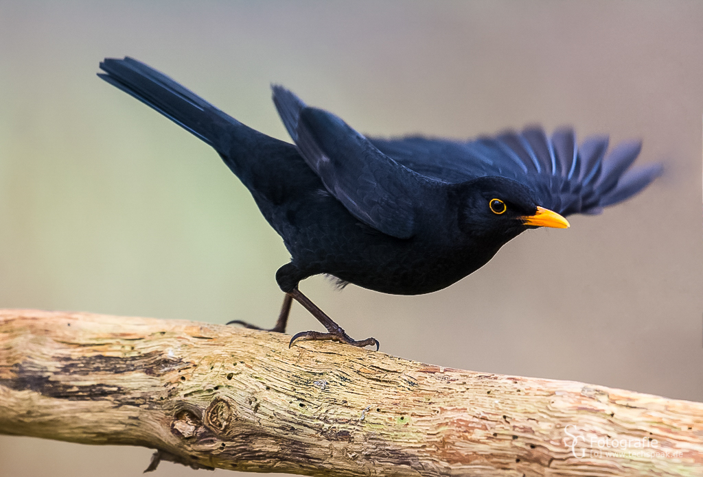 Amsel-Balanceakt