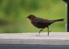 Amsel Ballerina!