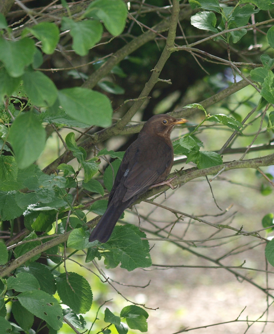 Amsel