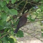 Amsel