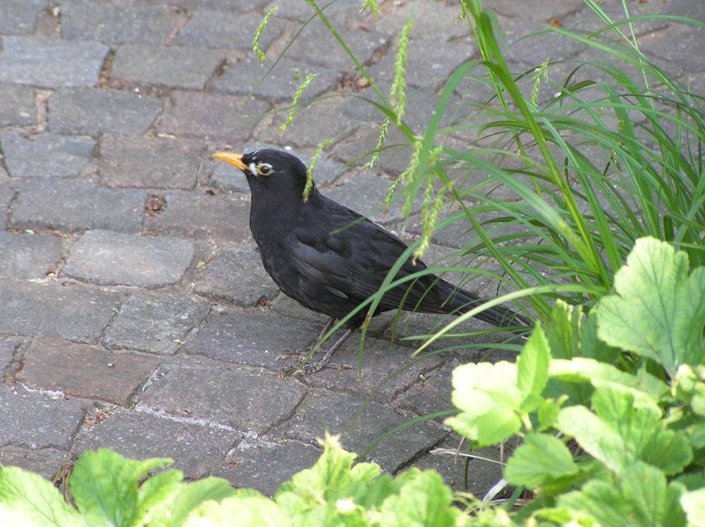 Amsel