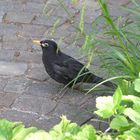 Amsel