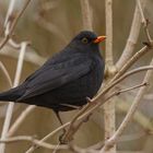 Amsel