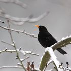 Amsel