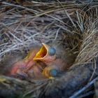 Amsel