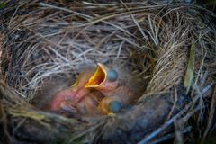 Amsel