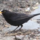 Amsel