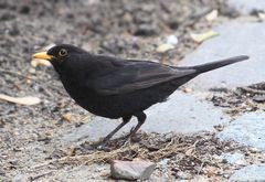 Amsel