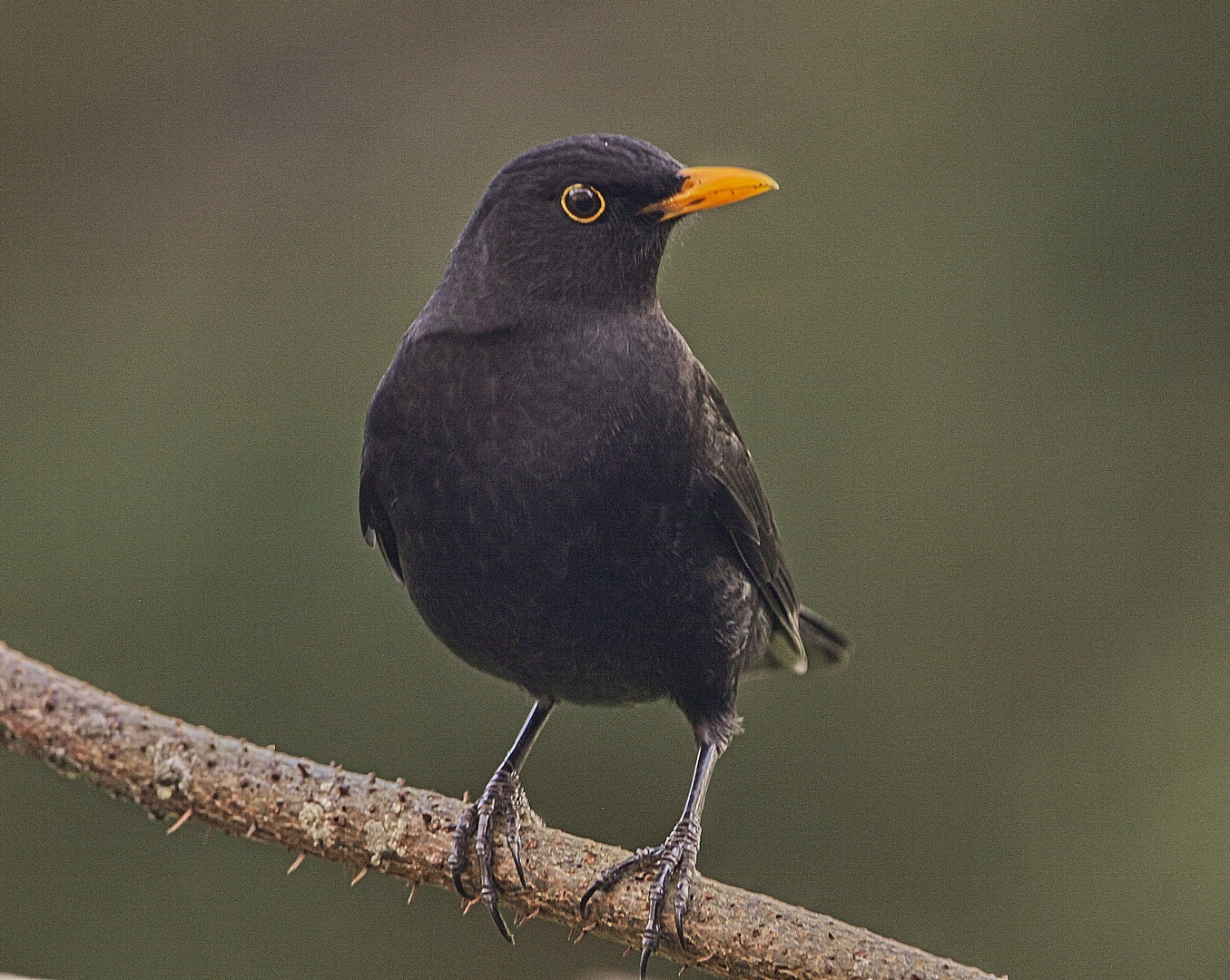 Amsel