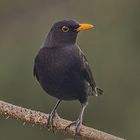 Amsel