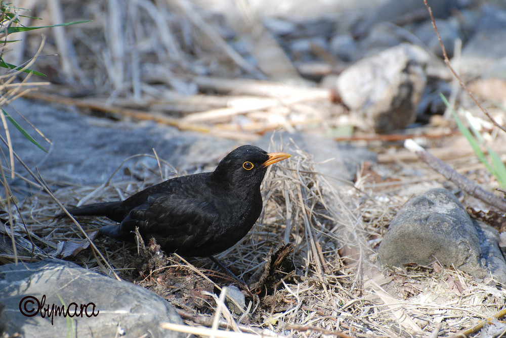 Amsel