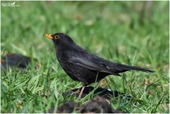 Amsel