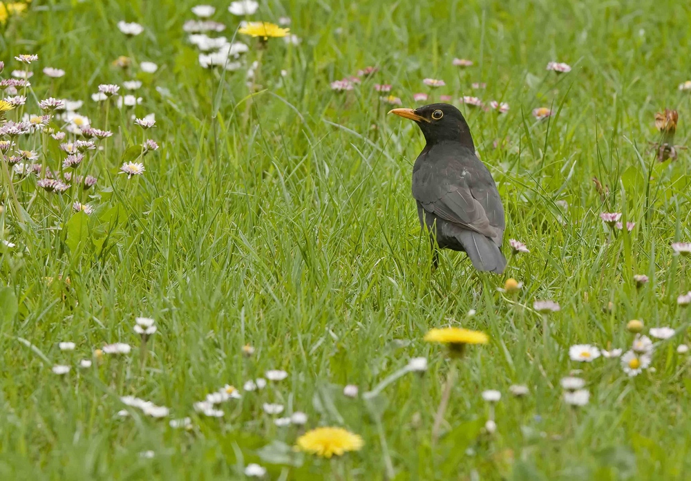 Amsel