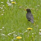 Amsel