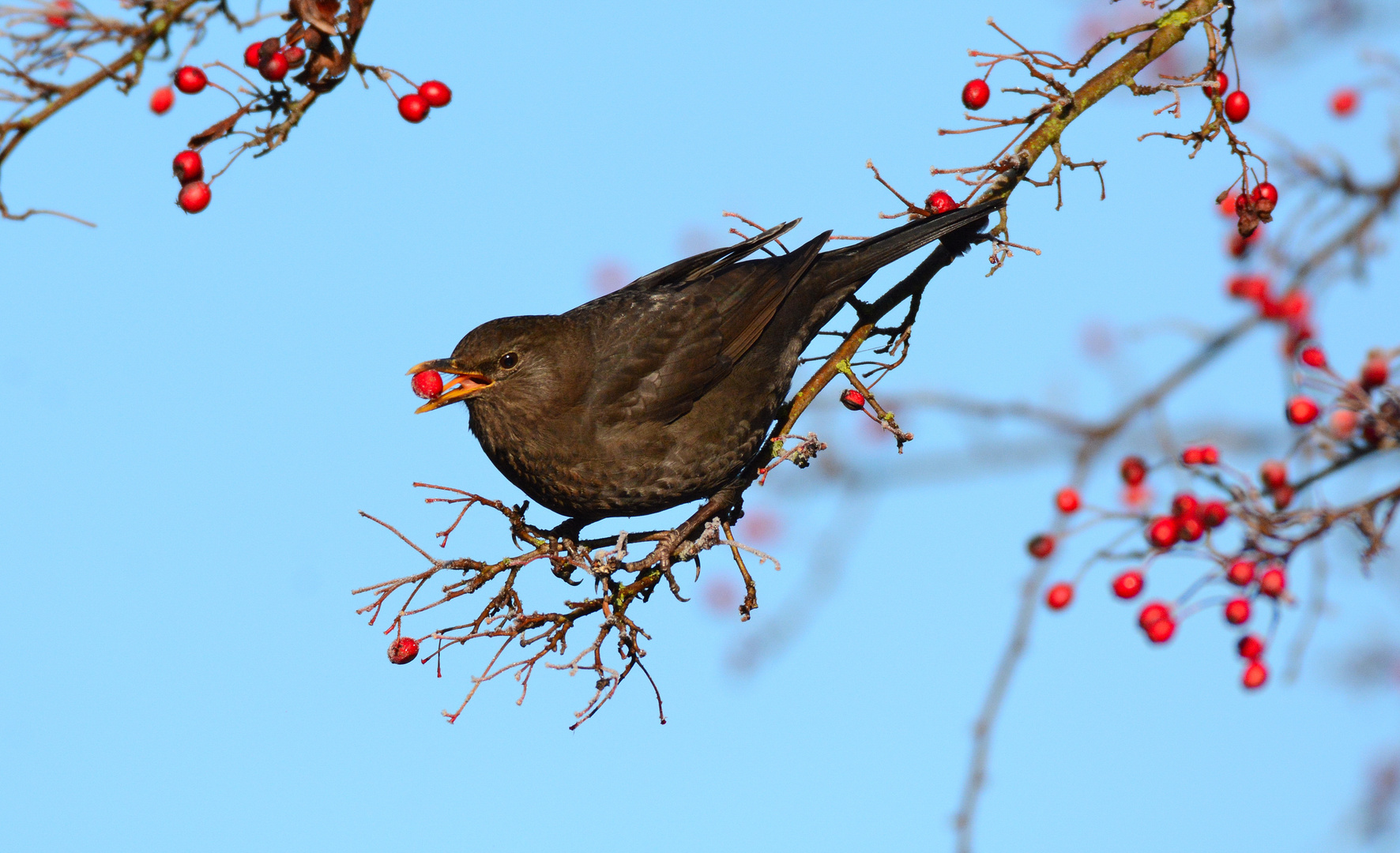  Amsel bei der Beerenernte