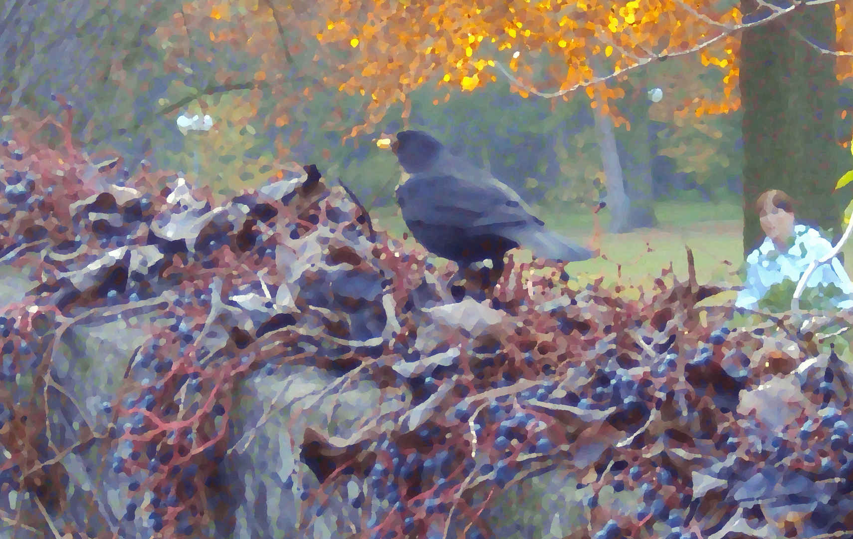 Amsel bei der Beerenernte im November unter Zeugen