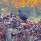 Amsel bei der Beerenernte im November unter Zeugen