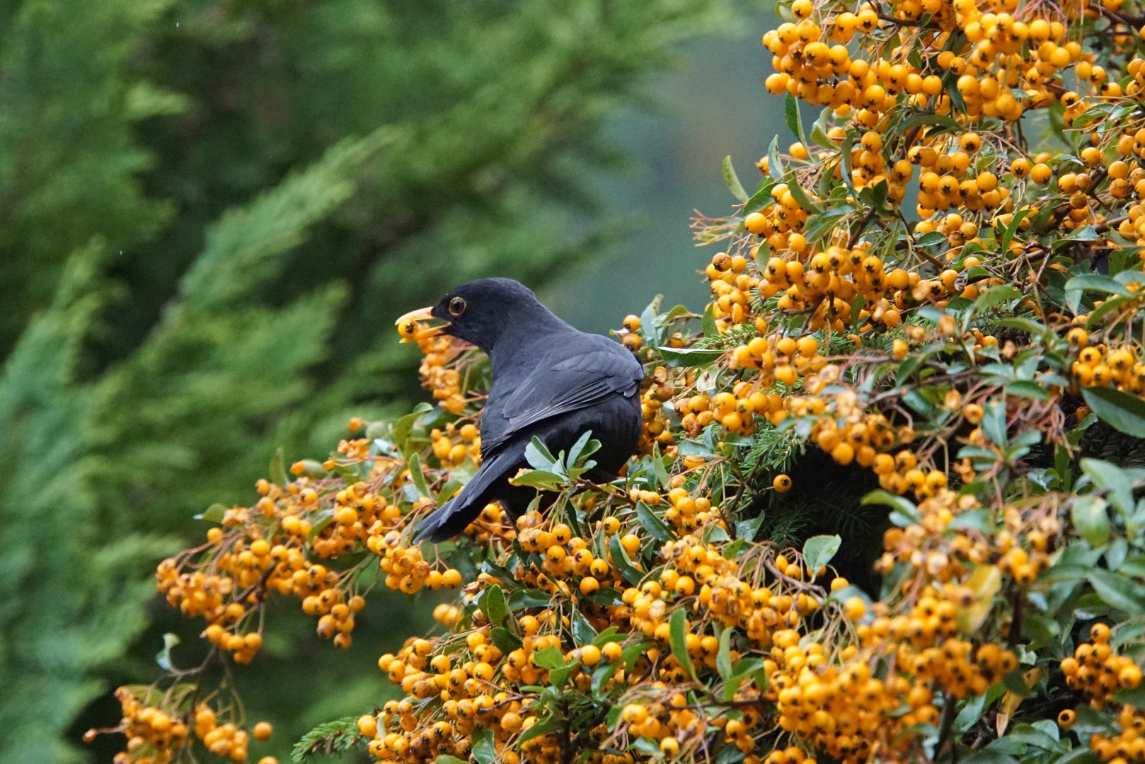 Amsel bei der Feuerdornernte