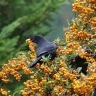 Amsel bei der Feuerdornernte