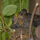 Amsel bei der Fütterung