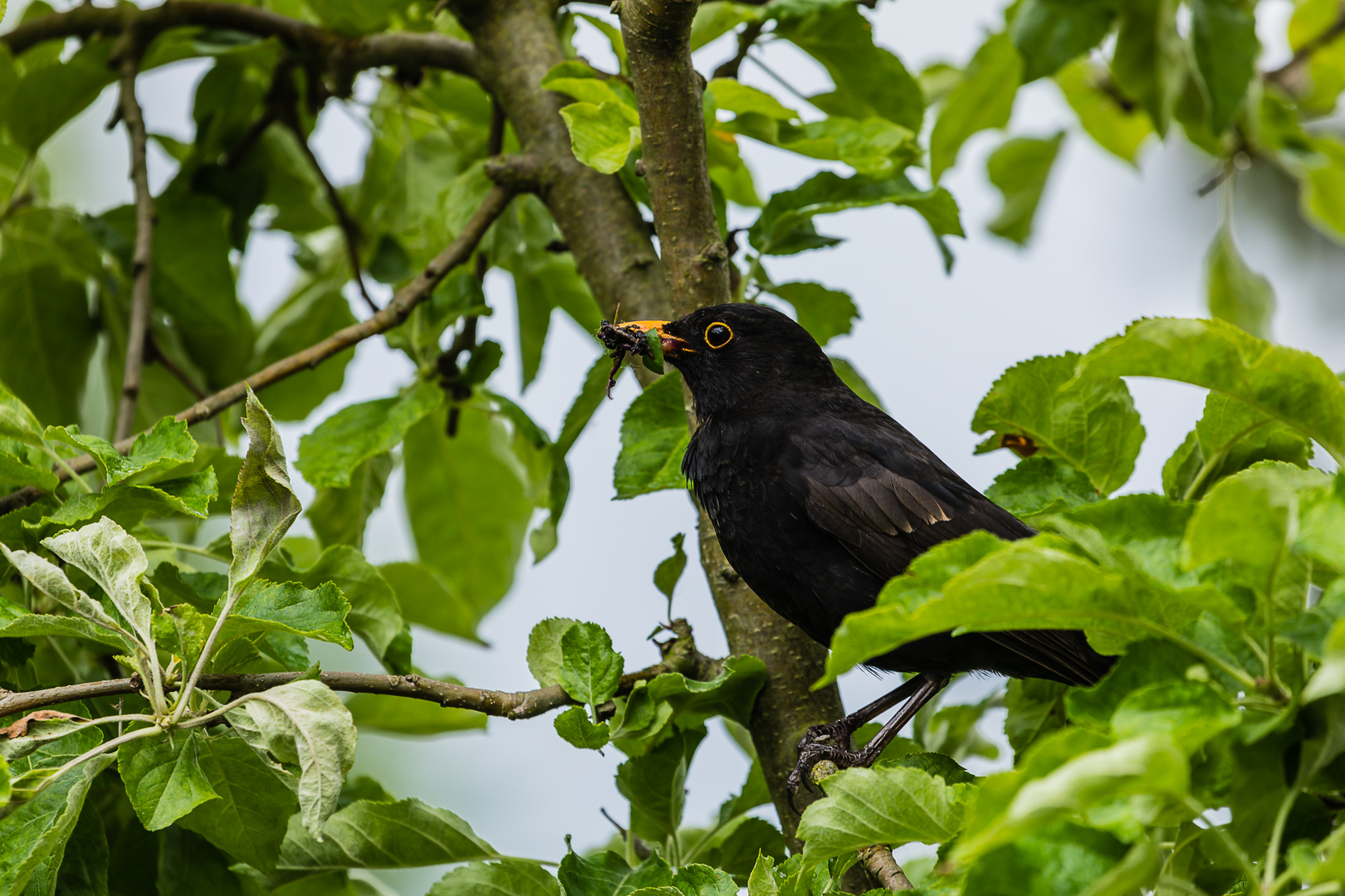 Amsel bei der Fütterung 