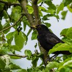 Amsel bei der Fütterung 