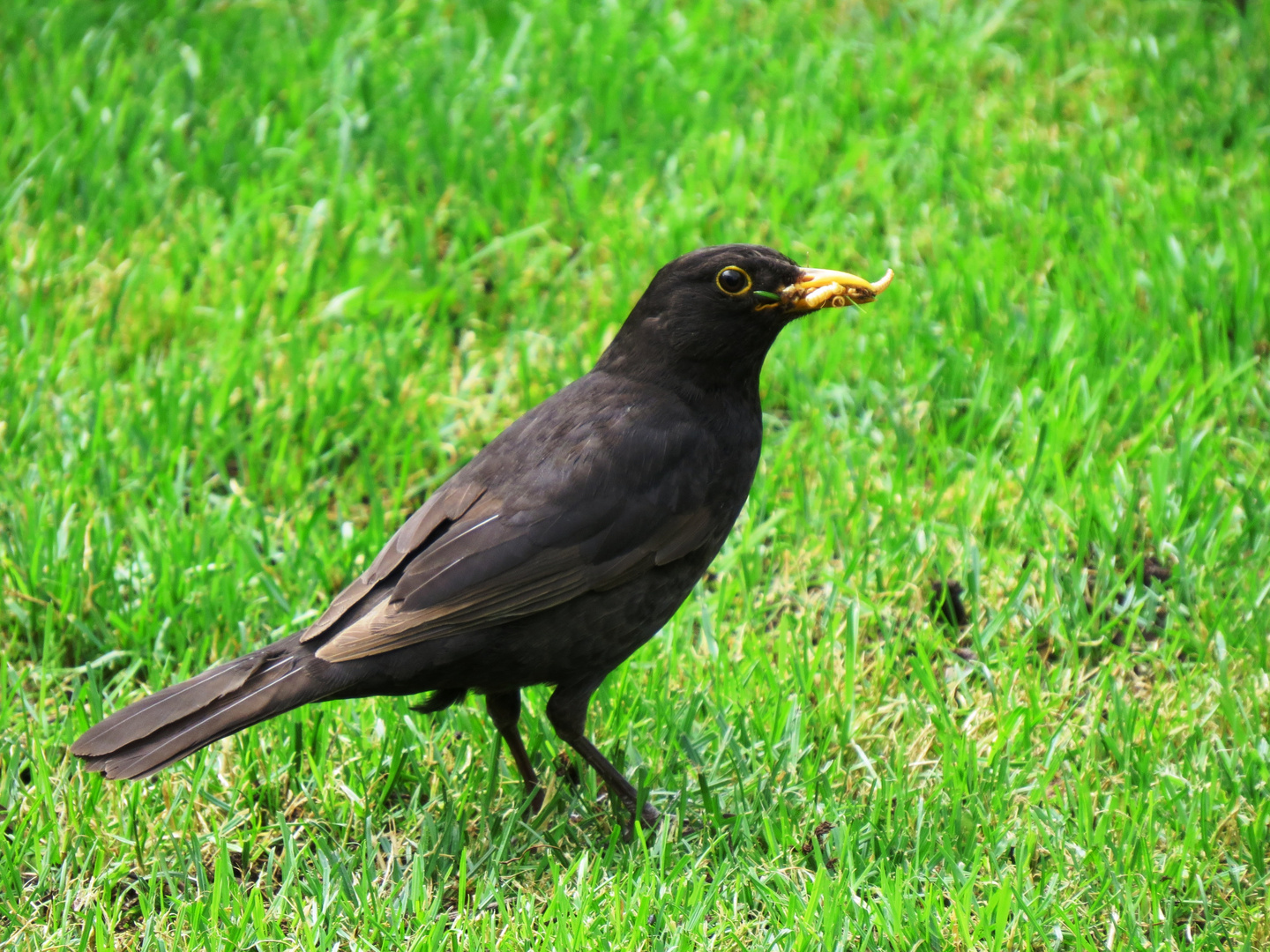 Amsel bei der Futtersuche