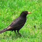 Amsel bei der Futtersuche