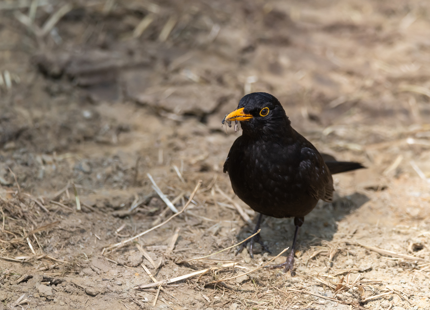 Amsel bei der Futtersuche