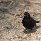 Amsel bei der Futtersuche