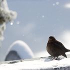 Amsel bei der Futtersuche