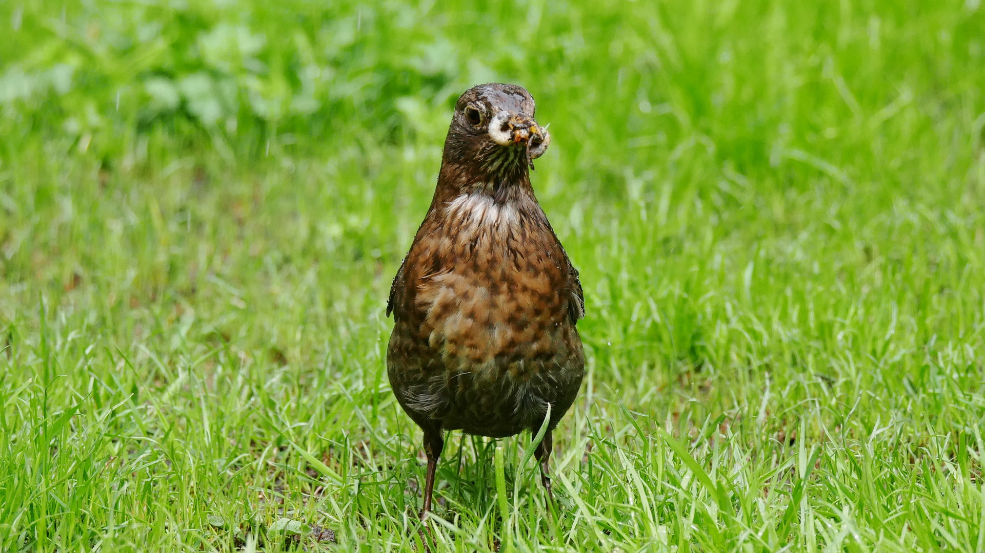 Amsel bei der Futtersuche