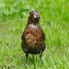 Amsel bei der Futtersuche