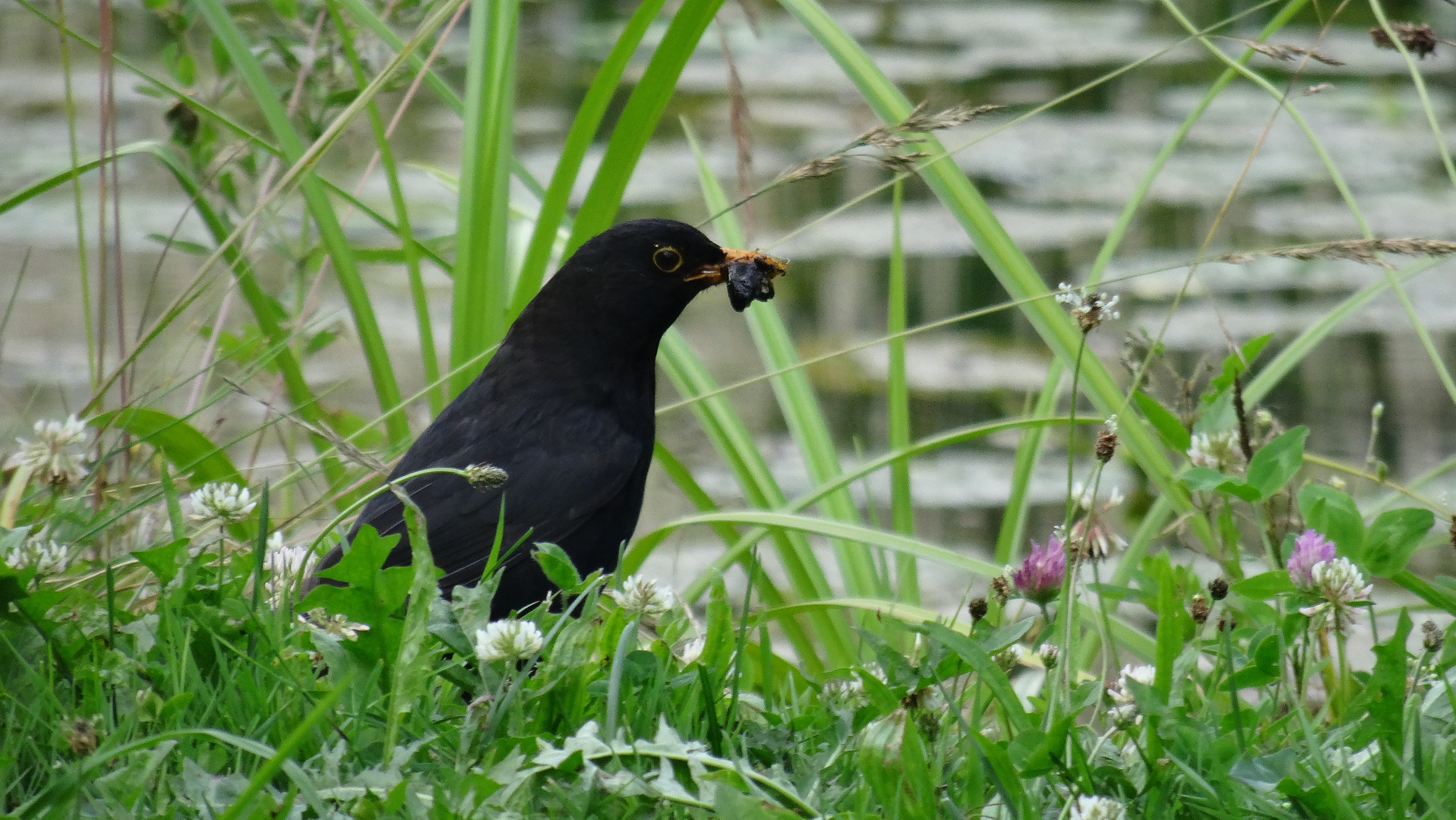 Amsel bei der Futtersuche I