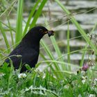 Amsel bei der Futtersuche I