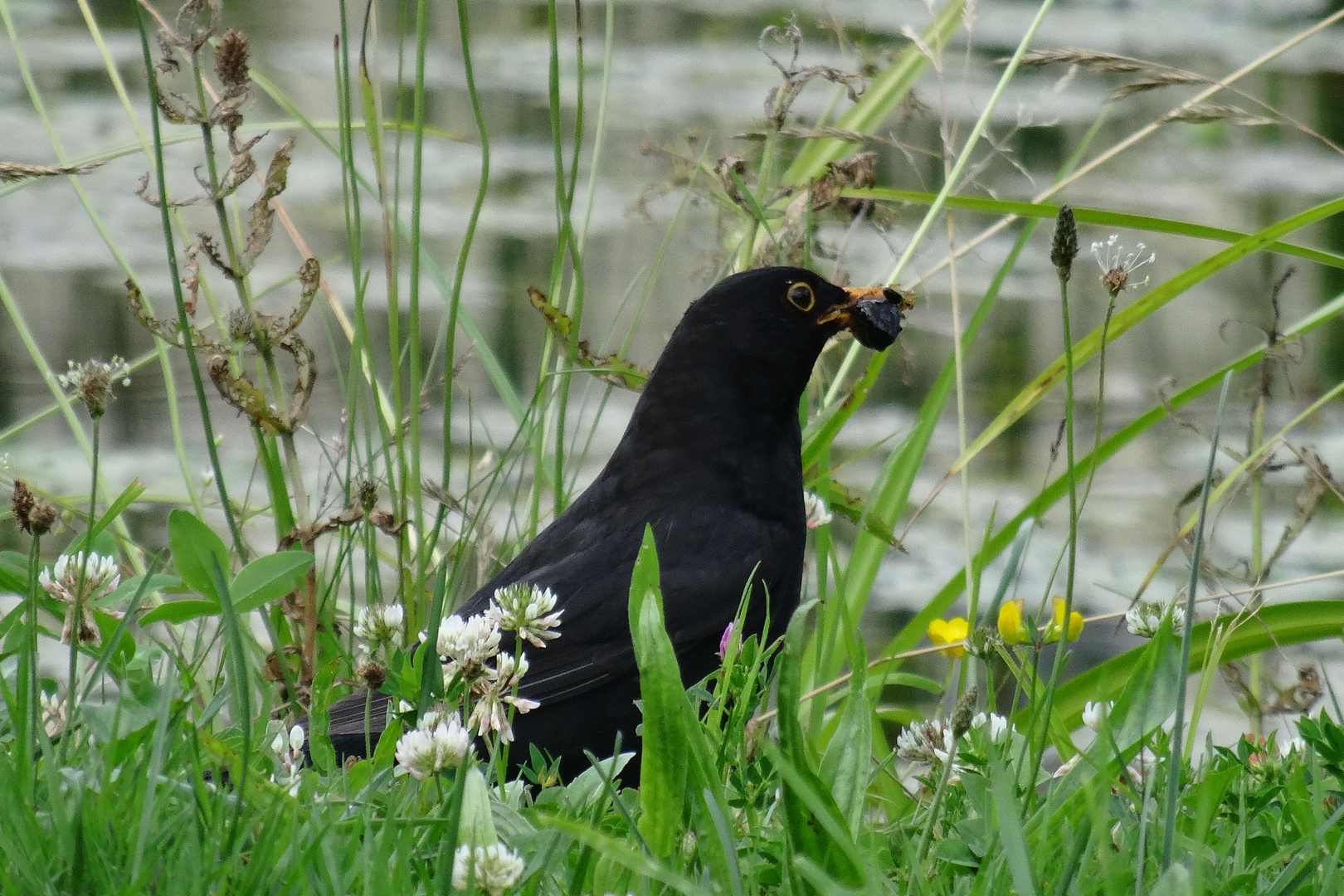 Amsel bei der Futtersuche in saftig grüner Wiese  II