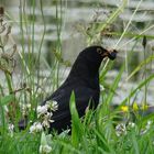 Amsel bei der Futtersuche in saftig grüner Wiese  II