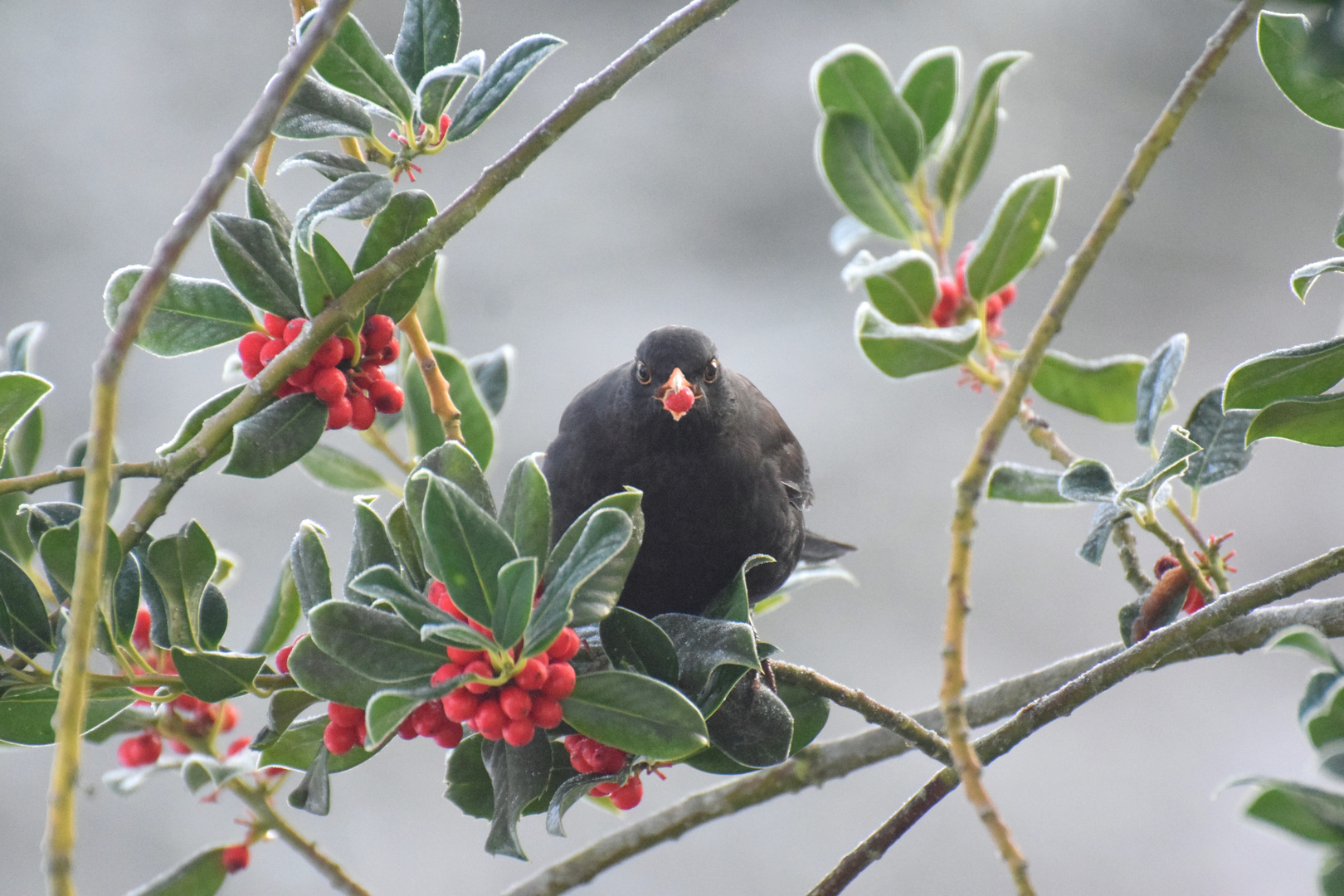 Amsel bei der Ilex-Ernte