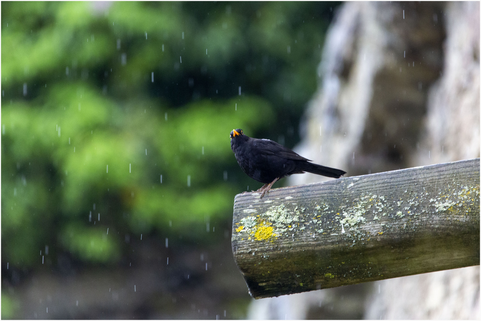 Amsel bei der Morgendusche