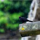 Amsel bei der Morgendusche